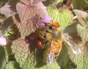 Should You Feed Your Bees? Image
